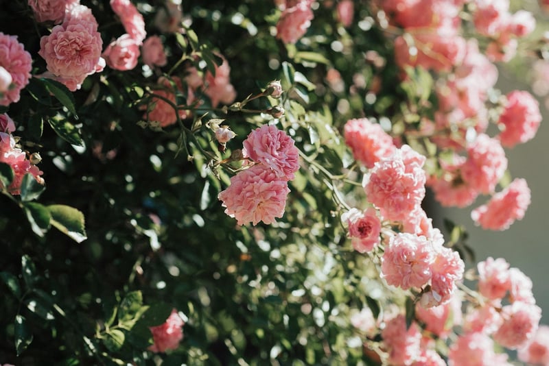 Flowers in a garden